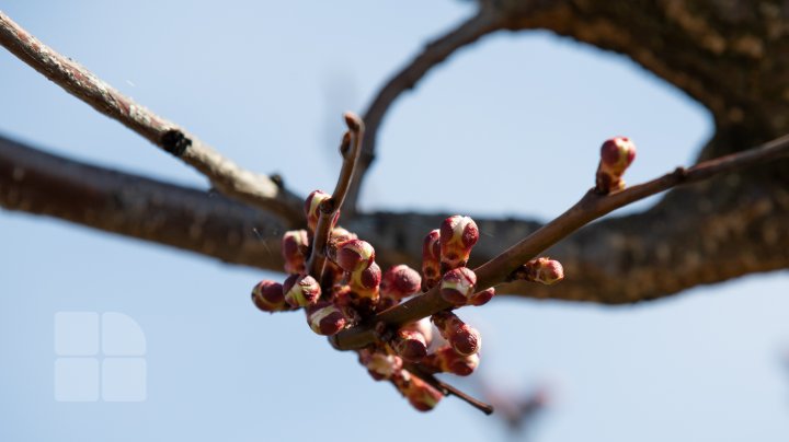 În Moldova VIN ÎNGHEŢURILE. Pomii fructiferi, ÎN PERICOL (FOTOREPORT)