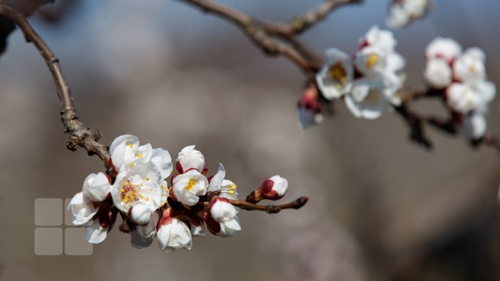 În Moldova VIN ÎNGHEŢURILE. Pomii fructiferi, ÎN PERICOL (FOTOREPORT)