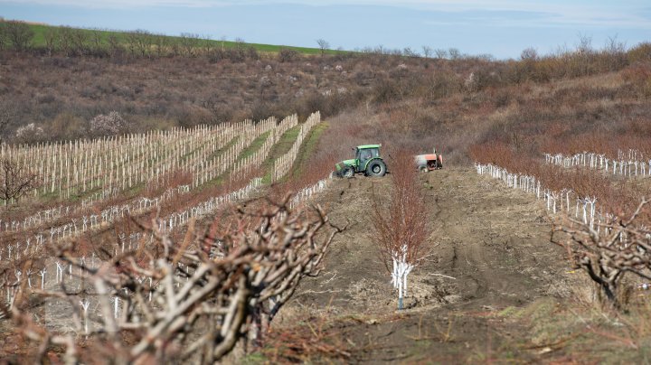 În Moldova VIN ÎNGHEŢURILE. Pomii fructiferi, ÎN PERICOL (FOTOREPORT)