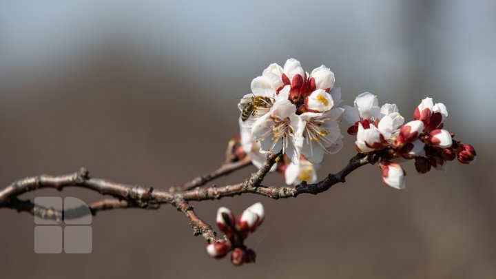 În Moldova VIN ÎNGHEŢURILE. Pomii fructiferi, ÎN PERICOL (FOTOREPORT)