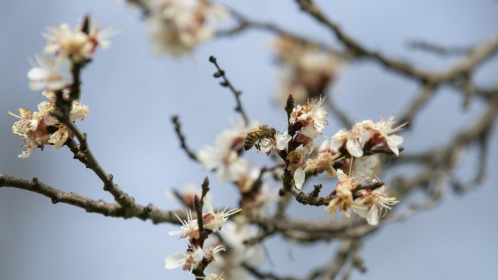 Apicultorii au început pregătirile pentru sezonul de polenizare (FOTOREPORT)