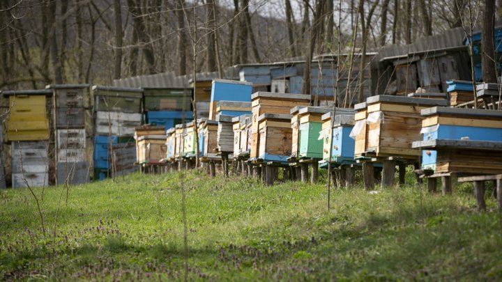 Apicultorii au început pregătirile pentru sezonul de polenizare (FOTOREPORT)