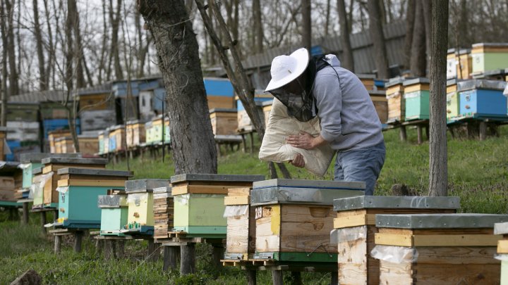 Apicultorii au început pregătirile pentru sezonul de polenizare (FOTOREPORT)