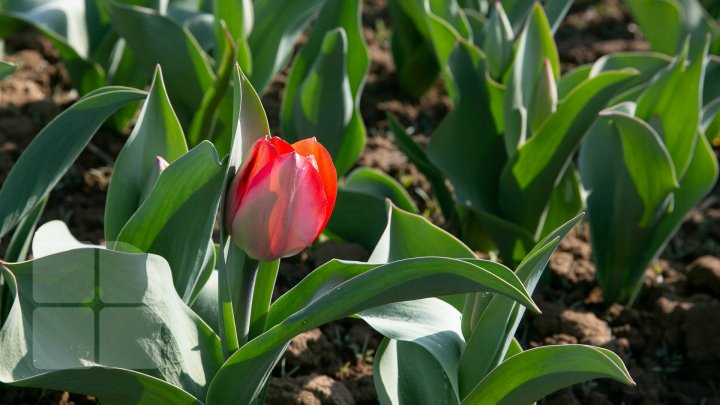 METEO: Cer variabil şi temperaturi în creştere în următoarele zile. Când vom avea până la 22 de grade Celsius