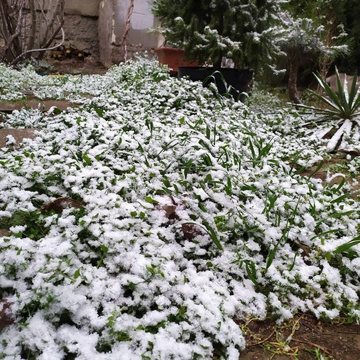 Iarnă în plină primăvară. În regiunea Odesa ninge ca-n povești (FOTO/VIDEO)