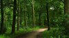 Se fac controale în păduri: La Străşeni au fost descoperite mai multe ilegalităţi