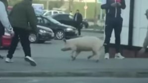 O femeie din România, amendată pentru că a ieșit din curte să-și prindă porcul fără declarație pe proprie răspundere