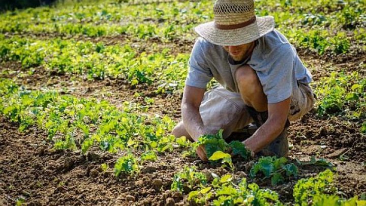 Germania va permite muncitorilor străini să intre în ţară şi să ajute la lucrările agricole