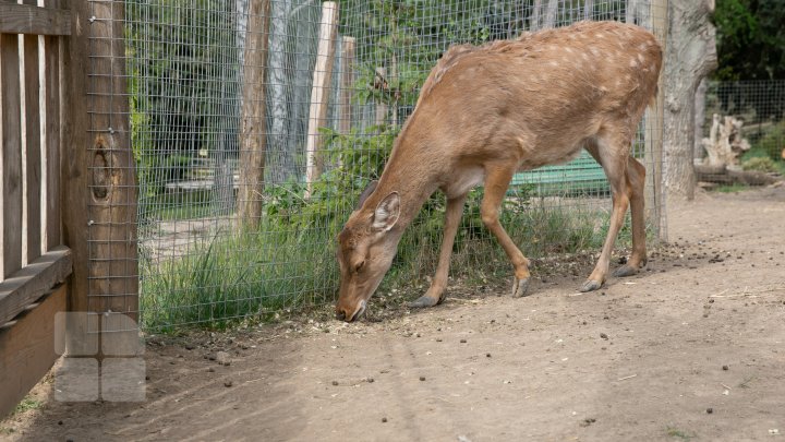 Grădina Zoologică din Chișinău a marcat 44 de ani de la fondare (FOTO)