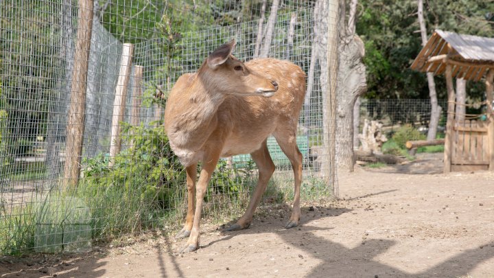 Grădina Zoologică din Capitală și-a redeschis ușile chiar de Ziua Copiilor (FOTOREPORT)