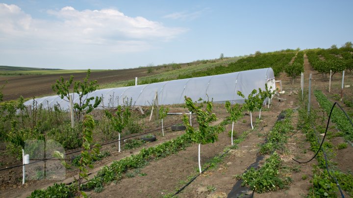 Primii cartofi crescuţi în serele moldoveneşti au apărut în vânzare. Cât costă un kilogram (FOTOREPORT)