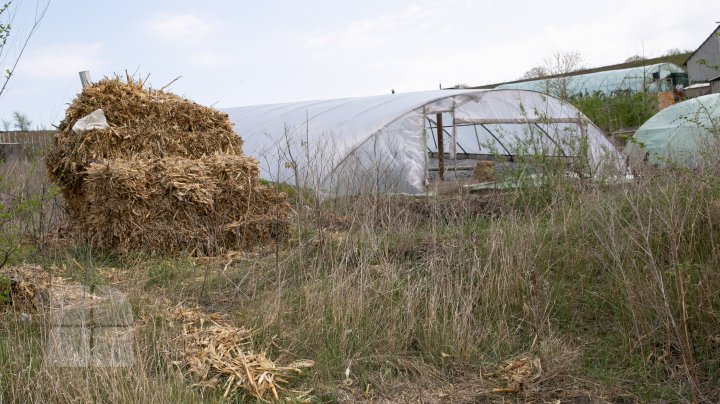 Primii cartofi crescuţi în serele moldoveneşti au apărut în vânzare. Cât costă un kilogram (FOTOREPORT)