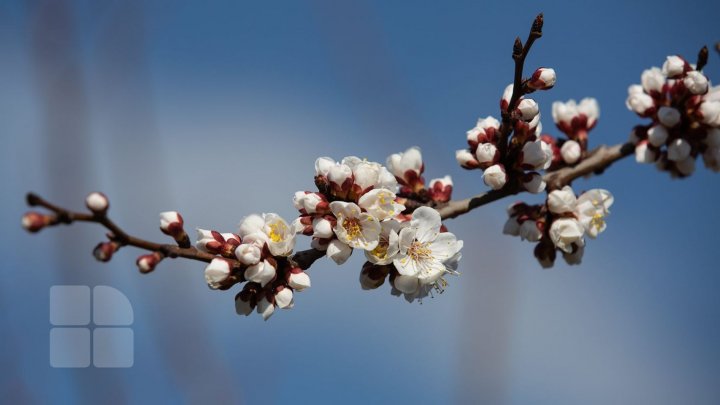 Înghețuri în mijloc de aprilie. Temperaturi de până la minus 4 grade, în următoarele zile