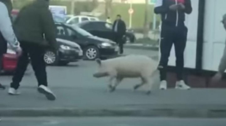 O femeie din România, amendată pentru că a ieșit din curte să-și prindă porcul fără declarație pe proprie răspundere