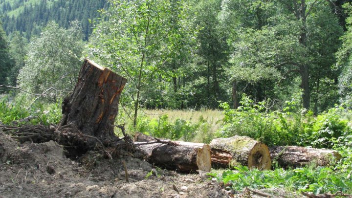 DATE ALARMANTE: În ultimele două decenii, planeta a pierdut circa 100 de milioane de hectare de pădure