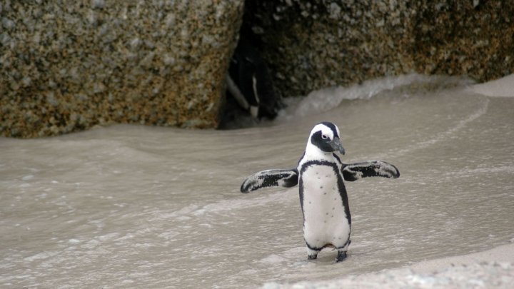 Un pinguin aflat în carantină a mers în vizită la balene