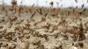Autorităţile din India apelează la drone pentru a combate invazia de lăcuste