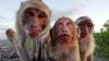 Mai multe maimuți din India au furat probe de sânge recoltate de la pacienți infectați cu coronavirus