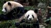 O grădină zoologică din Canada trimite doi panda înapoi în China deoarece nu are suficient bambus ca să-i hrănească