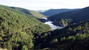 Nu le venea să creadă! Animalul zărit într-un parc național din nordul Spaniei, pentru prima dată în 150 de ani (VIDEO)