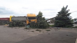 Impact violent pe centura de ocolire Orhei. Un camion a doborât mai mulți brazi și un stâlp de electricitate (FOTO)