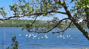 PRIVELIȘTE de BASM la Holercani. Circa 100 de lebede albe plutesc pe râul Nistru (VIDEO/FOTO)