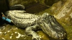 Aligatorul care a supravieţuit bombardamentului din Berlin a murit în captivitate