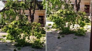 FURTUNA face RAVAGII. Crengi rupte de vânt în centrul Capitalei (FOTO)