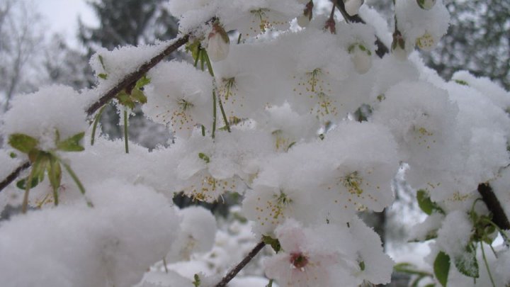 Europa de Est, acoperită de zăpadă (FOTO)