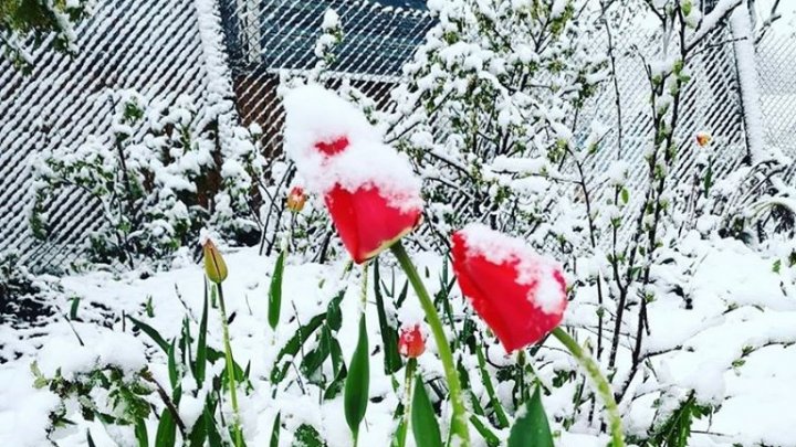 Europa de Est, acoperită de zăpadă (FOTO)