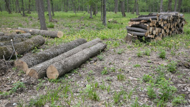 Tăieri de păduri cu nebădăi la Vatici, iar șefii întreprinderii silvice susțin că ar fi o eroare(FOTOREPORT)