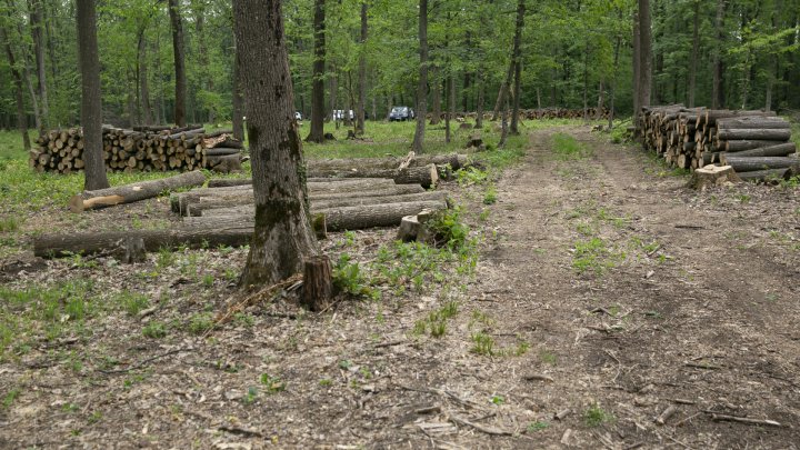 Tăieri de păduri cu nebădăi la Vatici, iar șefii întreprinderii silvice susțin că ar fi o eroare(FOTOREPORT)