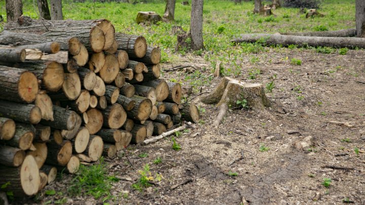 Tăieri de păduri cu nebădăi la Vatici, iar șefii întreprinderii silvice susțin că ar fi o eroare(FOTOREPORT)