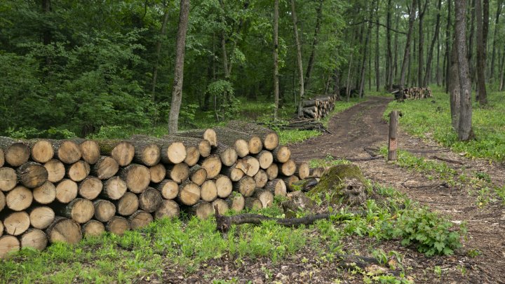 Tăieri de păduri cu nebădăi la Vatici, iar șefii întreprinderii silvice susțin că ar fi o eroare(FOTOREPORT)