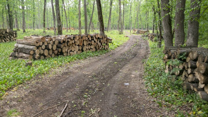 Tăieri de păduri cu nebădăi la Vatici, iar șefii întreprinderii silvice susțin că ar fi o eroare(FOTOREPORT)