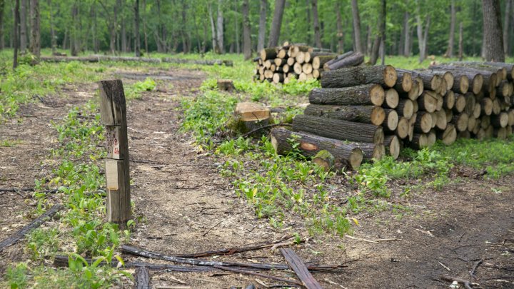 Tăieri de păduri cu nebădăi la Vatici, iar șefii întreprinderii silvice susțin că ar fi o eroare(FOTOREPORT)