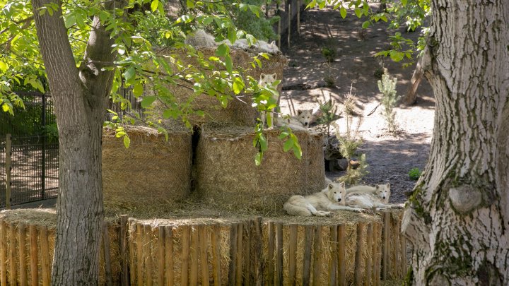 Casă nouă pentru animalele de la Grădina Zoologică din Capitală. Instalarea volierelor, pe ultima sută de metri (FOTOREPORT)