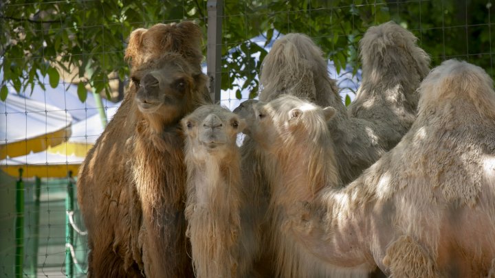 Grădina Zoologică din Capitală și-a redeschis ușile chiar de Ziua Copiilor (FOTOREPORT)