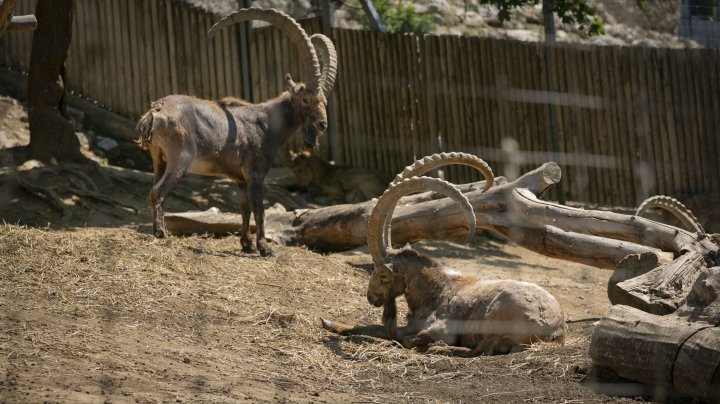 Grădina Zoologică din Capitală și-a redeschis ușile chiar de Ziua Copiilor (FOTOREPORT)