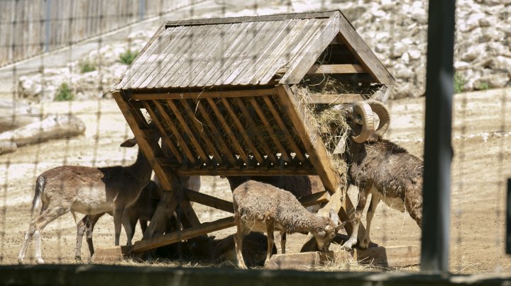 Grădina Zoologică din Capitală și-a redeschis ușile chiar de Ziua Copiilor (FOTOREPORT)