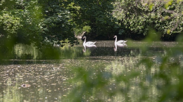 Casă nouă pentru animalele de la Grădina Zoologică din Capitală. Instalarea volierelor, pe ultima sută de metri (FOTOREPORT)