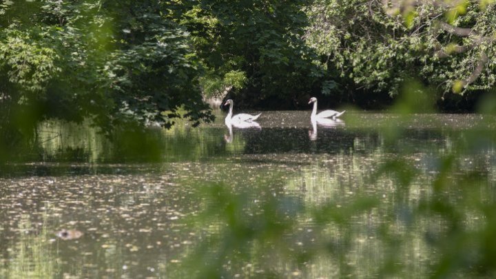 Buckingham Palace confirmă anularea recensământului anual al lebedelor regale