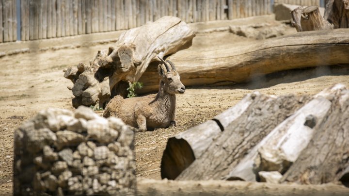 Grădina Zoologică din Capitală și-a redeschis ușile chiar de Ziua Copiilor (FOTOREPORT)