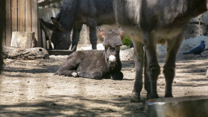 Grădina Zoologică din Capitală și-a redeschis ușile chiar de Ziua Copiilor (FOTOREPORT)