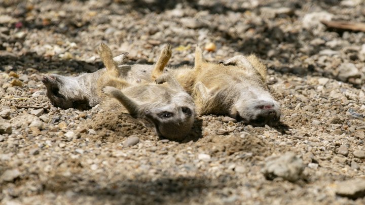 Grădina Zoologică din Capitală și-a redeschis ușile chiar de Ziua Copiilor (FOTOREPORT)