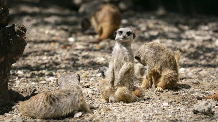 Grădina Zoologică din Capitală și-a redeschis ușile chiar de Ziua Copiilor (FOTOREPORT)