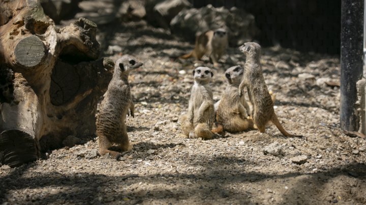 Grădina Zoologică din Capitală și-a redeschis ușile chiar de Ziua Copiilor (FOTOREPORT)