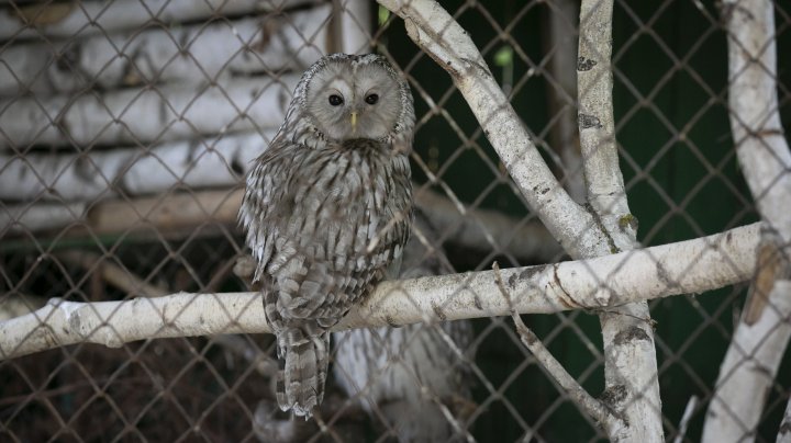 Grădina Zoologică din Capitală și-a redeschis ușile chiar de Ziua Copiilor (FOTOREPORT)