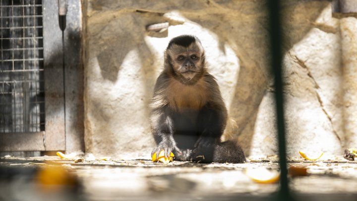 Grădina Zoologică din Capitală și-a redeschis ușile chiar de Ziua Copiilor (FOTOREPORT)