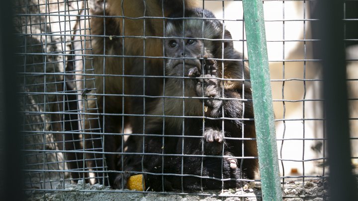 Grădina Zoologică din Capitală și-a redeschis ușile chiar de Ziua Copiilor (FOTOREPORT)